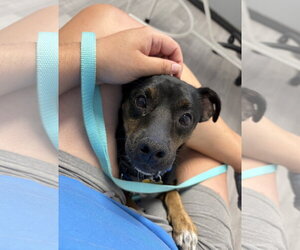 Patches - Male Mutt Dog for Adoption - Photo #5