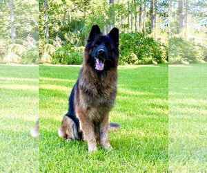 German Shepherd Dog Dogs for adoption in Plantation, FL, USA