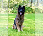 Small German Shepherd Dog
