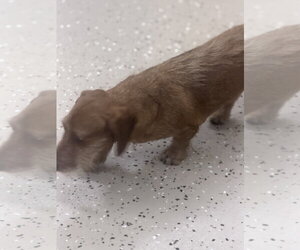 Quixote - Male Dachshund Dog for Adoption - Photo #4
