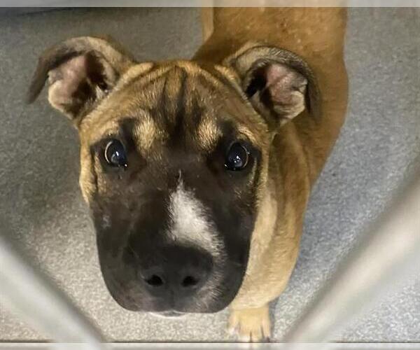 Medium Photo #1 Boxer-Unknown Mix Puppy For Sale in Orange, CA, USA