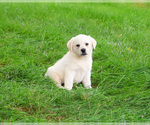 Small #2 Labrador Retriever