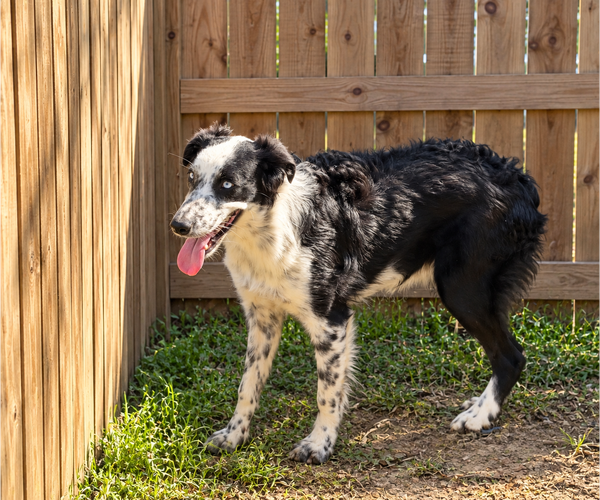 Medium Photo #2 Australian Shepherd Puppy For Sale in Dallas, TX, USA