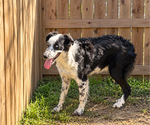 Small #1 Australian Shepherd