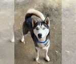 Small Siberian Husky