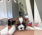 Puppy Louise Shih Tzu