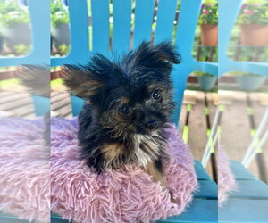 Mutt Dogs for adoption in Pacolet, SC, USA