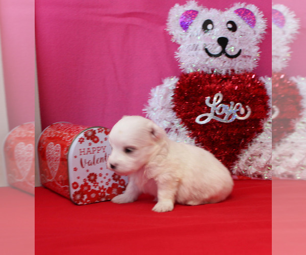 Medium Photo #3 Maltese Puppy For Sale in CHANUTE, KS, USA