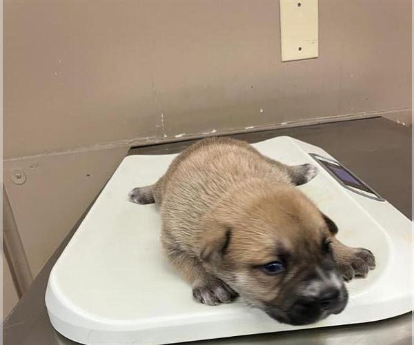 Medium Photo #1 American Pit Bull Terrier-Unknown Mix Puppy For Sale in Conroe, TX, USA