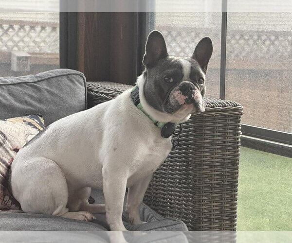 Medium Photo #1 French Bulldog Puppy For Sale in Andover, MN, USA