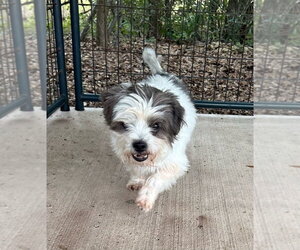 Shih Tzu Dogs for adoption in Oak Bluffs, MA, USA
