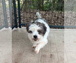 Small Shih Tzu