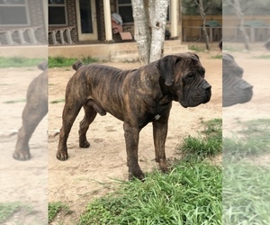 Father of the Boerboel puppies born on 10/14/2022