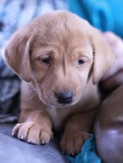 Labrador Retriever Puppy for sale in BIG LAKE, MN, USA