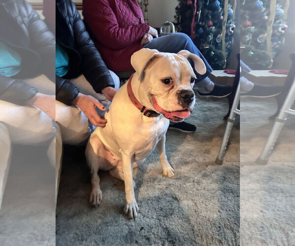 Medium Photo #2 Boxer Puppy For Sale in Dumont, NJ, USA