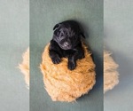 Small Photo #11 Labrador Retriever Puppy For Sale in SPRING HILL, TN, USA