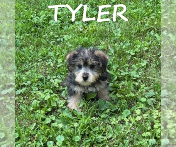 Medium Photo #2 Snorkie Puppy For Sale in HARTLAND, MN, USA