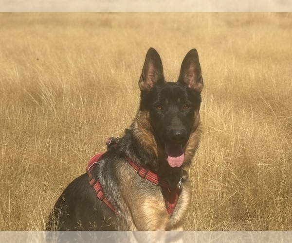 Medium Photo #5 German Shepherd Dog Puppy For Sale in EUGENE, OR, USA