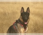Small #4 German Shepherd Dog