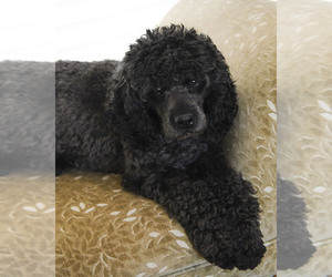 Mother of the Golden Cavadoodle puppies born on 08/06/2026