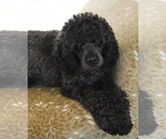 Small Photo #1 Golden Cavadoodle Puppy For Sale in SAINT MARYS, KS, USA