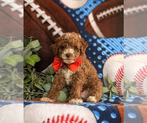 Poodle (Miniature) Puppy for sale in QUARRYVILLE, PA, USA