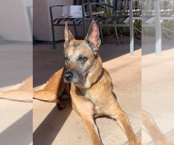 Medium Photo #2 Mutt Puppy For Sale in Stevens Point, WI, USA