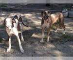 Small Photo #1 Great Dane Puppy For Sale in LAURENS, SC, USA