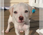 Small #10 Mutt