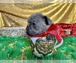 Small #80 French Bulldog