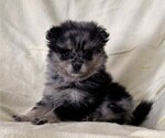 Small #2 Pomeranian
