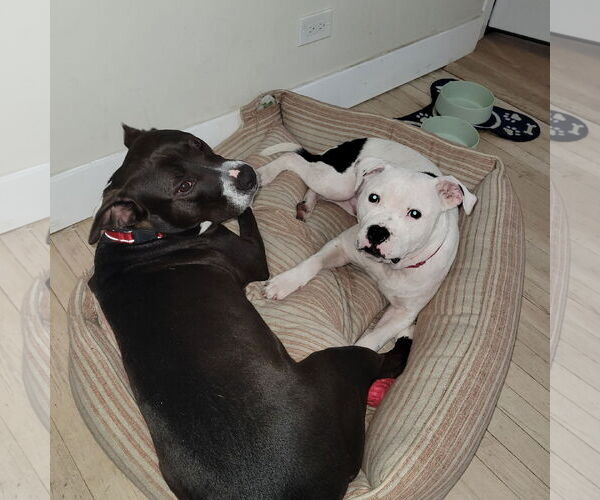 Medium Photo #8 Mutt Puppy For Sale in Crete, IL, USA