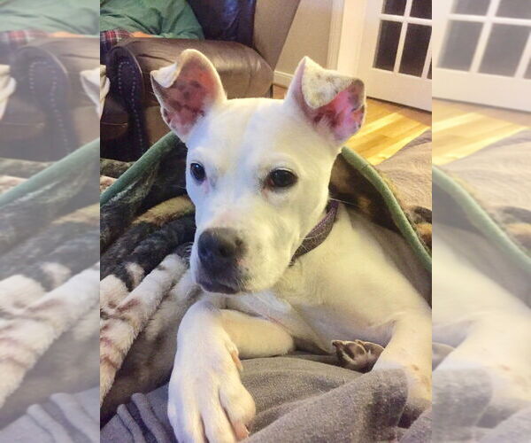 Medium Photo #1 Boxer-Unknown Mix Puppy For Sale in New York, NY, USA