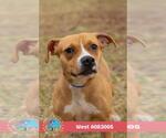 WEST - Female American Bulldog-Unknown Mix Dog for Adoption - Small photo