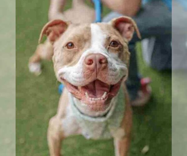 Medium Photo #5 American Staffordshire Terrier-Unknown Mix Puppy For Sale in columbia, SC, USA