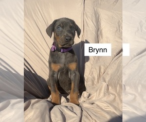 Doberman Pinscher Puppy for sale in POMEROY, OH, USA
