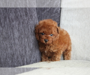 Poodle (Toy) Puppy for sale in SAN JOSE, CA, USA