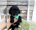 Puppy 1 Goldendoodle