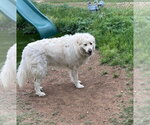 Small Photo #4 Great Pyrenees Puppy For Sale in Vail, AZ, USA