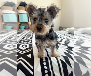Yorkshire Terrier Puppy for sale in CASTROVILLE, TX, USA