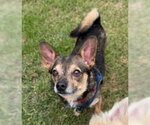 Small #1 Chihuahua Mix