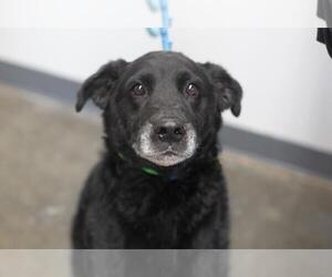 Labrador Retriever-Unknown Mix Dogs for adoption in Mountain Home, AR, USA