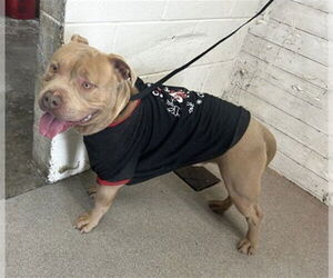 Mutt Dogs for adoption in San Bernardino, CA, USA