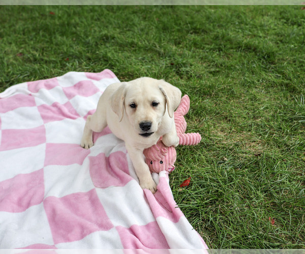Medium Photo #4 Labrador Retriever Puppy For Sale in SYRACUSE, IN, USA
