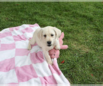 Rhea - Female Labrador Retriever Puppy for Sale - Photo #4