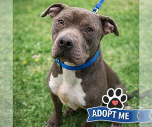 Mutt Dogs for adoption in Rustburg, VA, USA