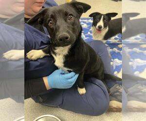 Unknown-Welsh Corgi Mix Dogs for adoption in Elk Grove, CA, USA