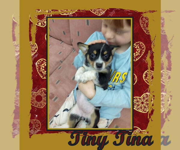 Medium Photo #1 Cowboy Corgi Puppy For Sale in GALLEGOS, NM, USA