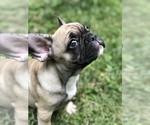 Small Photo #2 French Bulldog Puppy For Sale in READING, PA, USA