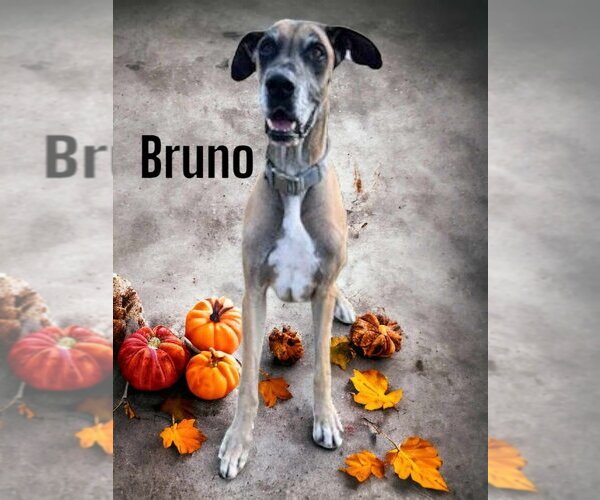 Medium Photo #5 Great Dane Puppy For Sale in Bullard, TX, USA